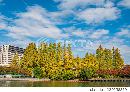 秋の毛馬桜之宮公園風景 大阪市 秋の毛馬桜之宮公園風景 大阪市 120258859