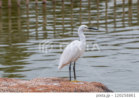 シラサギ（コサギ）　城北公園　大阪市 120258861