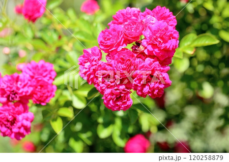 バラの花　キング 120258879