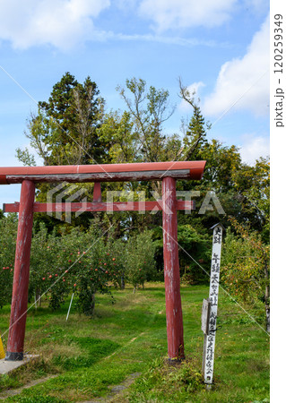 夫婦ポプラ立つ　広峯神社跡の鳥居　青森県 120259349