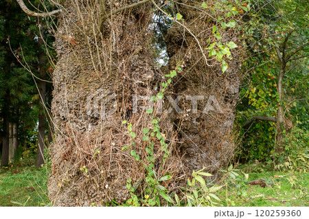 大木 夫婦ポプラの幹 広峯神社跡 青森県黒石市 大木 夫婦ポプラの幹 広峯神社跡 青森県黒石市 120259360