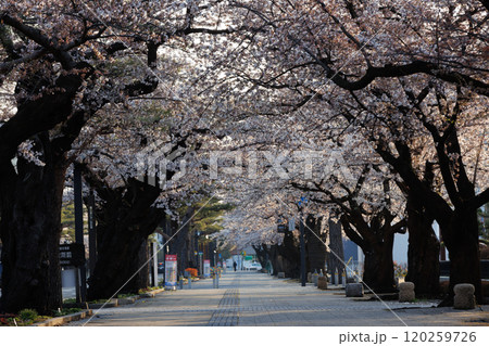 満開の桜が咲く朝の十和田官庁街(青森県十和田市) 満開の桜が咲く朝の十和田官庁街(青森県十和田市) 120259726