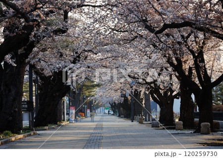 十和田官庁街の満開の桜(青森県十和田市) 十和田官庁街の満開の桜(青森県十和田市) 120259730
