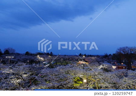 十和田市役所展望デッキから観る満開の夜桜(青森県十和田市) 十和田市役所展望デッキから観る満開の夜桜(青森県十和田市) 120259747