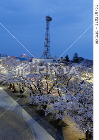 十和田市役所展望テラスから見る満開の夜桜(青森県十和田市) 十和田市役所展望テラスから見る満開の夜桜(青森県十和田市) 120259751