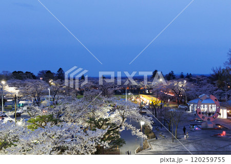 十和田市役所展望テラスから見る満開の夜桜(青森県十和田市) 十和田市役所展望テラスから見る満開の夜桜(青森県十和田市) 120259755