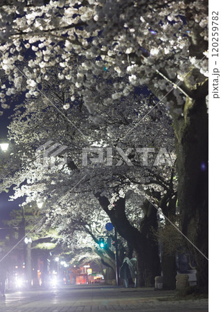官庁街の満開の夜桜と信号(青森県十和田市) 官庁街の満開の夜桜と信号(青森県十和田市) 120259782