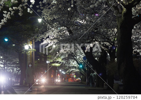 官庁街の満開の夜桜と信号(青森県十和田市) 官庁街の満開の夜桜と信号(青森県十和田市) 120259784
