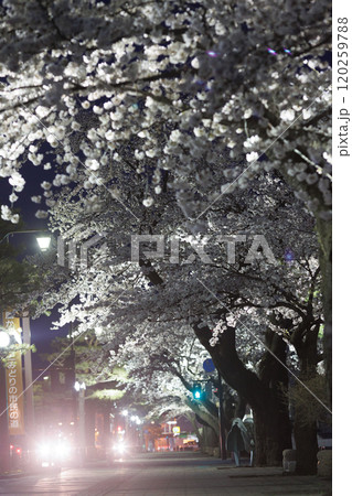 官庁街の満開の夜桜(青森県十和田市) 官庁街の満開の夜桜(青森県十和田市) 120259788