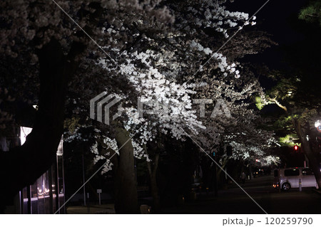 官庁街の満開の夜桜(青森県十和田市) 官庁街の満開の夜桜(青森県十和田市) 120259790