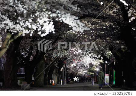官庁街の満開の夜桜（青森県十和田市） 120259795
