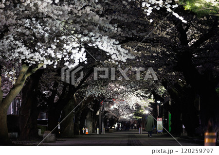 官庁街の満開の夜桜(青森県十和田市) 官庁街の満開の夜桜(青森県十和田市) 120259797