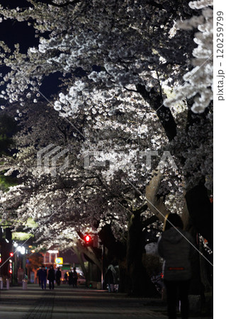 官庁街の満開の夜桜(青森県十和田市) 官庁街の満開の夜桜(青森県十和田市) 120259799