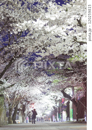 十和田官庁街夜桜満開(青森県十和田市) 十和田官庁街夜桜満開(青森県十和田市) 120259815