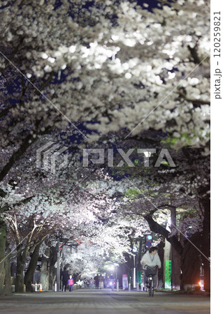 満開の十和田官庁街夜桜(青森県十和田市) 満開の十和田官庁街夜桜(青森県十和田市) 120259821