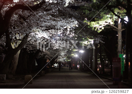 深夜の十和田官庁街の夜桜(青森県十和田市) 深夜の十和田官庁街の夜桜(青森県十和田市) 120259827