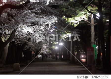 十和田官庁街の夜桜(青森県十和田市) 十和田官庁街の夜桜(青森県十和田市) 120259829