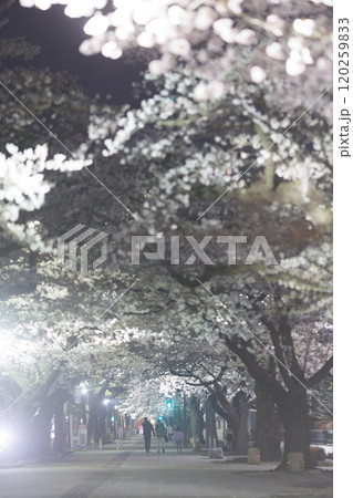 十和田官庁街の夜桜（青森県十和田市） 120259833