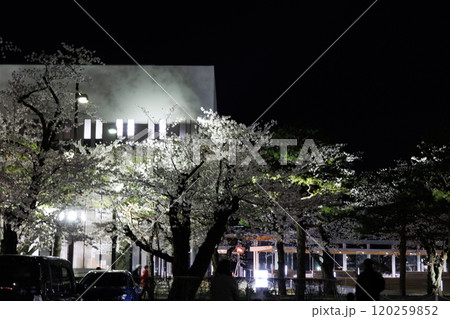 十和田官庁街夜桜満開（青森県十和田市） 120259852