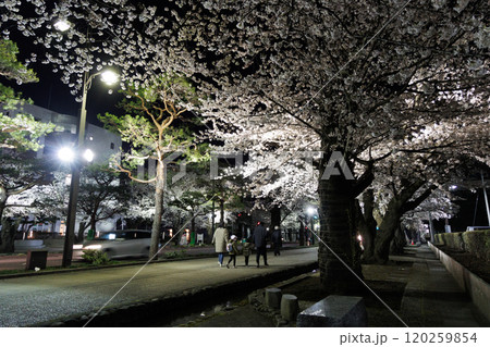 十和田官庁街夜桜満開(青森県十和田市) 十和田官庁街夜桜満開(青森県十和田市) 120259854
