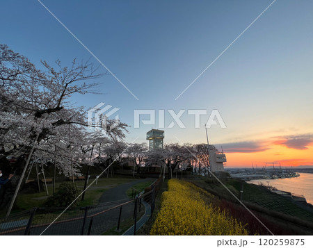 舘鼻公園の夕陽と桜(青森県八戸市) 舘鼻公園の夕陽と桜(青森県八戸市) 120259875