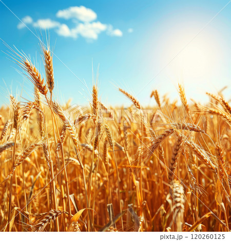 Golden Wheat Field Under a Sunny Sky 120260125