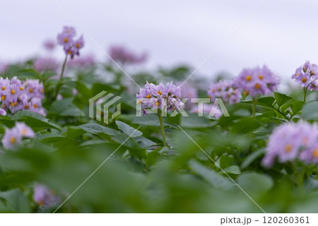メークインの花咲く 120260361
