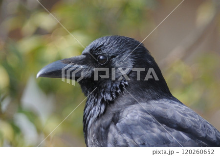 見つめるハシボソガラス 120260652
