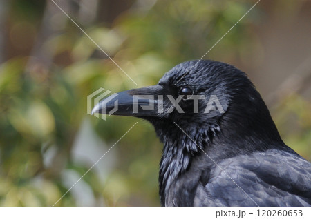 見つめるハシボソガラス 120260653
