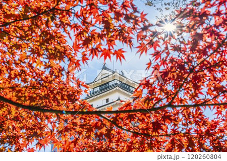 晩秋の鶴ヶ城（会津若松城）ともみじ　福島県会津若松市 120260804