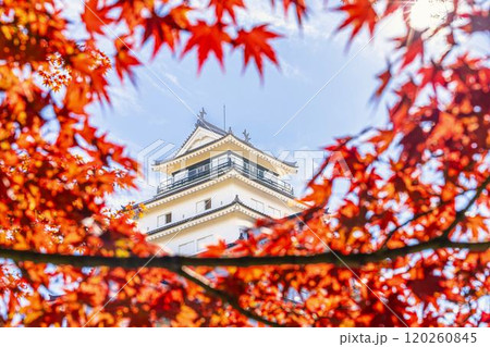 晩秋の鶴ヶ城(会津若松城)ともみじ 福島県会津若松市 晩秋の鶴ヶ城(会津若松城)ともみじ 福島県会津若松市 120260845