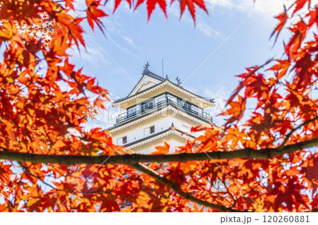 晩秋の鶴ヶ城(会津若松城)ともみじ 福島県会津若松市 晩秋の鶴ヶ城(会津若松城)ともみじ 福島県会津若松市 120260881