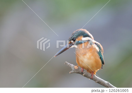 公園のカワセミ 120261005