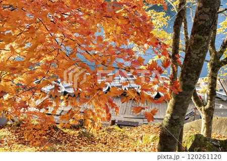 晩秋の五色沼自然探勝路　毘沙門沼のもみじ　福島県北塩原村 120261120