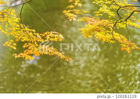 秋の土津神社（はにつじんじゃ）　参道の紅葉　福島県猪苗代町 120261129