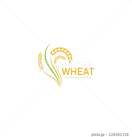 Agriculture wheat Logo Template vector icon design 120261158