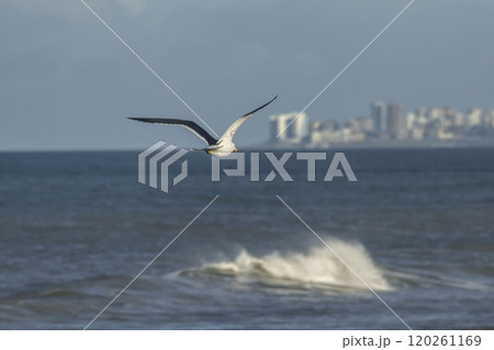 Mar del Plata skyline Seagull flying over the waves 120261169