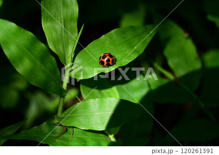 葉にとまっているトホシテントウ 120261391