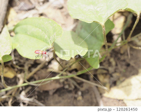 cotton stainer bug walk on leaf 120261450