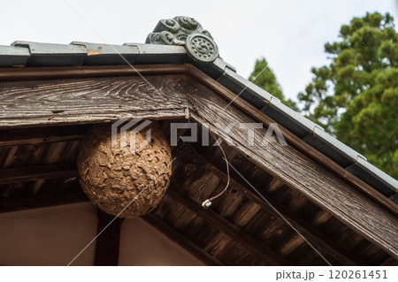 住宅にできたスズメバチの巣 住宅にできたスズメバチの巣 120261451