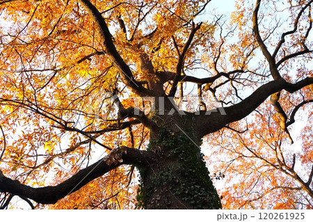 秋に紅葉した樹木 秋に紅葉した樹木 120261925