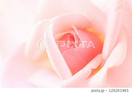 薔薇のマクロ撮影 120261965