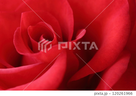 薔薇のマクロ撮影 120261966