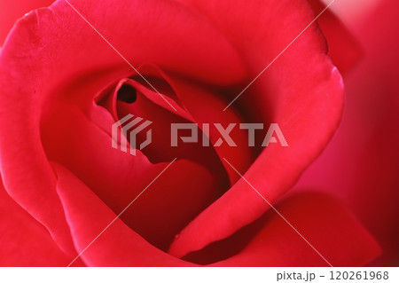 薔薇のマクロ撮影 120261968