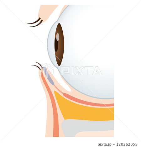 目の下のたるみ　たるみのない目元 120262055