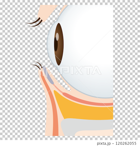 目の下のたるみ　たるみのない目元 120262055