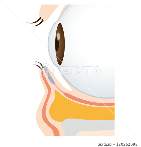 目の下のたるみ たるんだ下まぶた 目の下のたるみ たるんだ下まぶた 120262098