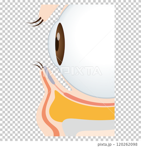 目の下のたるみ たるんだ下まぶた 目の下のたるみ たるんだ下まぶた 120262098