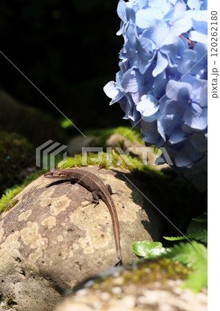 天台寺散策中に現れたカナヘビ 120262180