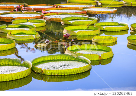 オオオニバス オオオニバス 120262465